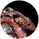Otto Von Schirach : PUKOLOGY : Record 1B Label